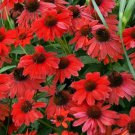 New Arrival 50 Sombreo Red Coneflower Seeds Echinacea Flower Perennial Flowers Seed 1389 USA