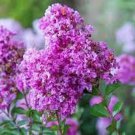 Limited Edition 20 Royal Velvet Cape Myrtle Seeds Tree Flower Perennial Flower Seed 1229 US SELL