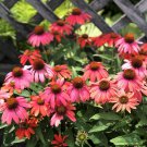New Arrival 50 Santa Fe Coneflower Seeds Echinacea Perennial Flowers Flower 1384 USA SELLER