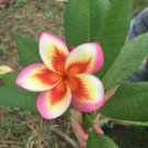 Limited Edition 5 Orange Yellow Pink Plumeria Seeds Plants Flower Seed Perennial 191 US SELLER