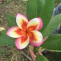 Limited Edition 5 Orange Yellow Pink Plumeria Seeds Plants Flower Seed Perennial 191 US SELLER