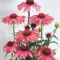 Top-Quality 50 Deep Rose Coneflower Seeds Echinacea Perennial Flower Bloom Flowers Seed 1023