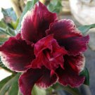 New Arrival 4 Double Red Magenta Desert Rose Seeds Adenium Obesum Flower Exotic Seed 58