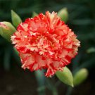 Exclusive 100 Chabaud Carnation Seeds Dianthus Flowers Seed Flower Perennial 1049 USA