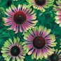 Exclusive 50 Green Twist Coneflower Seeds Echinacea Perennial Flowers Flower Seed 1177 USA