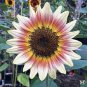 Exclusive 25 Gypsy Charmer Sunflower Seeds Flowers Seed Flower Perennial Sun Bloom 539