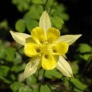 Top-Quality 50 Yellow Columbine Seeds Flower Perennial Flowers Seed Bloom 136 US SELLER