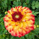 Best-Selling 25 Kasagi Dahlia Seeds Flower Perennial Flower Seed Flowering Bloom 1128 US SELL