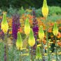 New Arrival 25 Bright Yellow Hot Poker Seeds Torch Lily Flower Kniphofia Perennial Seed 260
