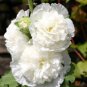 Premium 25 Double White Hollyhock Seeds Perennial Flowers Flower Bloom Seed 329 USSELLER