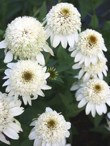 New Arrival 50 Double White Coneflower Seeds Echinacea Flower Perennial Flowers 20 US SELLER