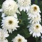 New Arrival 50 Double White Coneflower Seeds Echinacea Flower Perennial Flowers 20 US SELLER
