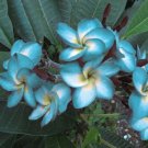 Premium 5 Blue White Plumeria Seeds Plants Flower Lei Hawaiian Perennial Flowers 200