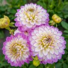 Best-Selling 25 Melody Dixie Dahlia Perennial Flowers Seeds Flowering Bloom seed 1132 US SELL