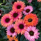 Top-Quality 50 Sunseeker Rainbow Coneflower Seeds Echinacea Flower Perennial Flowers 1394