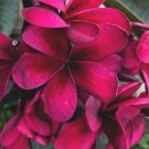 Best-Selling 5 Birght Pink Plumeria Seeds Plants Flower Flowers Perennial Seed 515