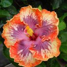 Best-Selling 20 Orange Purple Hibiscus Seeds Flowers Perennial Flower Seed Bloom 3 US SELLER