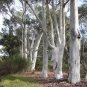 New Arrival 50 Red Spotted Eucalyptus Seeds Tree Flower Perennial Flowers Seed 1346