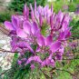 Top-Quality 100 Lilac Spider Seeds Clome Spinosa Perennial 1182 US Seller Seed Bee Flower