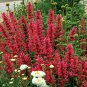 Top-Quality 100 Raspberry Hyssop Seeds Agastache Perennial Flower Seed Flowers 242 US SELLER