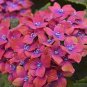 Top-Quality 5 Pink Blue Hydrangea Seeds Perennial Hardy Flower Seed Flowers 423 US SELLER
