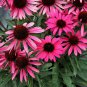 New Arrival 50 Wicked Coneflower Seeds Echinacea Flower Perennial Flowers Seed 1402 USA