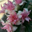 Best-Selling 25 Double White Pink Clematis Seeds Bloom Climbing Perennial Plumeria Seed 80