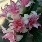 Best-Selling 25 Double White Pink Clematis Seeds Bloom Climbing Perennial Plumeria Seed 80