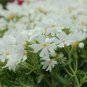 Limited Edition 50 Snowflake Phlox Seeds Flower Perennial Seed Flowers Butterfly 1304 US SELLER