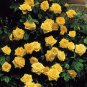 Top-Quality 10 Climbing Yellow Rose Seeds Flower Bush Perennial Bloom Shrub Flower Seed 1301