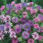 Limited Edition 100 Blue Shades Bee Balm Seeds Flowers Seed Bloom Hummingbird Flower Seeds 1315
