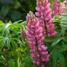 Limited Edition 25 Popsicle Pink Lupine Seeds Flower Perennial Flowers Hardy Seed 1019 USA