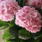 Top-Quality 5 Light Pink Hydrangea Seeds Perennial Hardy Garden Shrub Flower Seed Bush 384