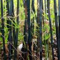 Premium 50 Black Bamboo Seeds Privacy Plant Garden Exotic Shade Screen 379 US SELLER