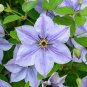 Top-Quality 25 Skyfall Clematis Seeds Climbing Perennial Plumeria Bloom Seed 737 USA SELLER