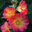 Top-Quality 25 Pink Orange Hollyhock Seeds Perennial Flowers Flower Bloom Seed 325 US SELLER