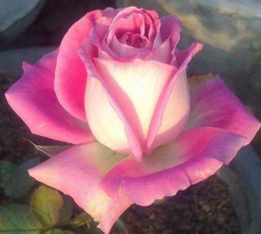 Top-Quality 10 White Pink Rose Seeds Flower Bush Perennial Shrub Garden Perennial Seed 101