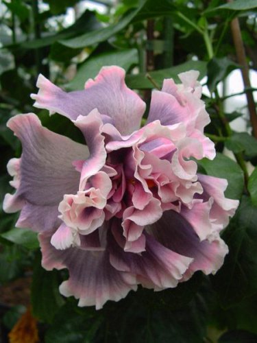 Premium 20 Double Pink Gray Hibiscus Seeds Flowers Flower Seed Perennial Bloom 480