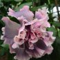 Premium 20 Double Pink Gray Hibiscus Seeds Flowers Flower Seed Perennial Bloom 480