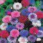 Exclusive 50 Dwarf Mix Bachelor's Button Seeds Annual Seed Flower Flowers 1196 USA SELLER