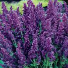 Limited Edition 50 DBL Plumosa Salvia Seeds Flower Seed Perennial Flowers 928 US SELL Butterfly