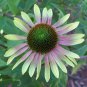Exclusive 50 Green Envy Coneflower Seeds Echinacea Flower Perennial Bloom Flowers Seed 720