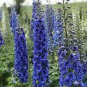 Exclusive 50 Blue Buccanee Delphinium Seeds Perennial Garden Flower Bloom Seed Flowers 748