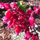 Limited Edition 25 Burn Heart Bleeding Heart Seeds Dicentra Spectabilis Shade Flower Garden 685