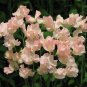 Top-Quality 25 Heaven Scent Sweet Pea Seeds Flowers Seed Flower Annual Bee Butterfly 335