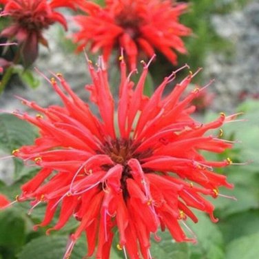 New Arrival 100 Bright Red Bee Balm Seeds Flowers Seed Bloom Hummingbird Flower Seeds 347