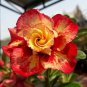 Top-Quality 4 Red Orange Desert Rose Seeds Adenium Obesum Flower Perennial Seed Flowers 252