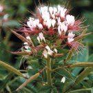 Premium 100 Red White Spider Seeds Clome Spinosa Perennial 1190 US Seller Flower Bee
