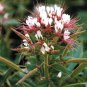 Premium 100 Red White Spider Seeds Clome Spinosa Perennial 1190 US Seller Flower Bee