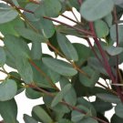 Best-Selling 50 Moon Lagoon Eucalyptus Seeds Tree Flower Perennial Flowers Seed US SELL 1351